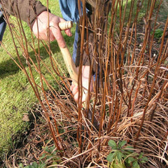 10 Essentials for Autumn Gardening