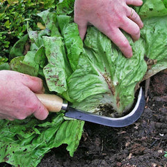 Going Green in the Garden