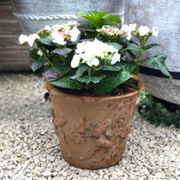 Oak leaf Planters