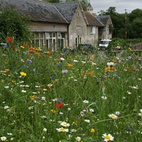 Native Wildflower Seeds Colour Explosion