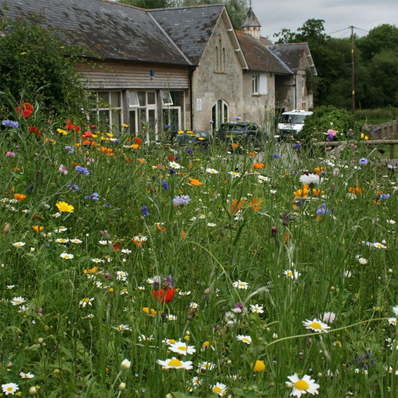 Native Wildflower Seeds Colour Explosion