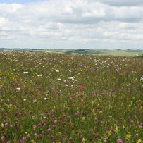 Native Wildflower Seeds Days of Olde