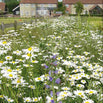 Native Wildflower Seeds Drought Tolerant Mix