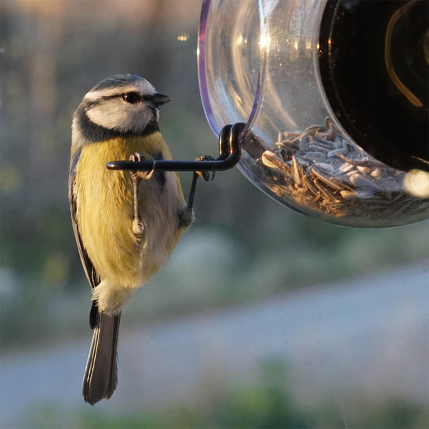 Close-up Bird Window Feeder