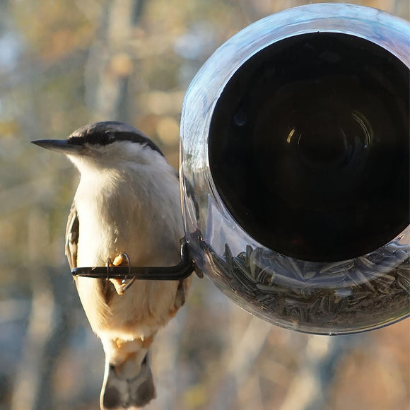 Close-up Bird Window Feeder