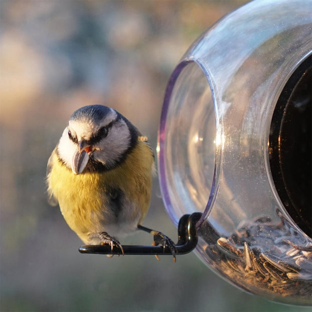 Close-up Bird Window Feeder