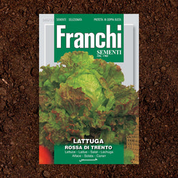 Lettuce Rosso di Trento Seeds