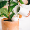 Indoor Olla Watering Pot