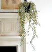 Trailing Faux Senecio in pot (4734424023100)