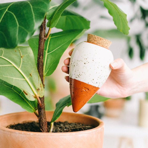 Indoor Olla Watering Pot