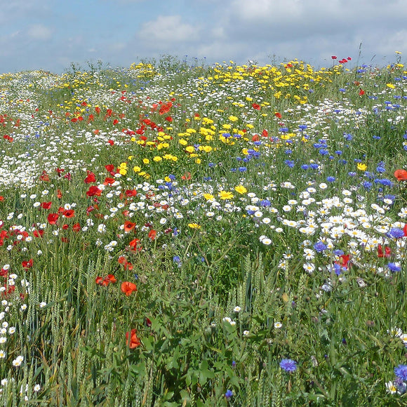 Native Wildflower Seeds No. 28 Mix