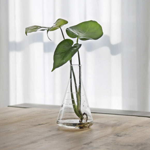 Conical Glass Laboratory Style Vase