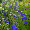 Aqua Meadow Mix Seeds (6544677142588)