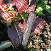 Recycled Plant Markers (6630039584828)