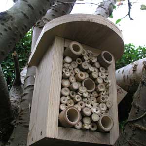 Beneficial Insect Box (4646610108476)