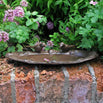 Auberge bird bath (4646942244924)