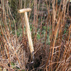 Perennial Spade (4647662846012)