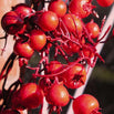 Outdoor Red Berry Garland (4647730380860)