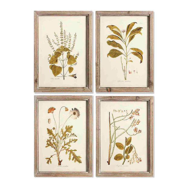 Buy Set of 4 Framed Botanical Prints No7 — The Worm that Turned ...