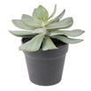 Faux Potted Succulent (4651876515900)