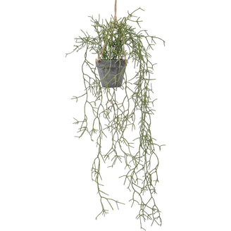 Faux Potted Rhipsalis Cactus Plant (4651876417596)