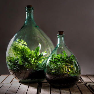 Large Bottle Terrariums (4651182555196)