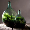 Large Bottle Terrariums (4651182555196)