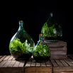 Large Bottle Terrariums (4651182555196)