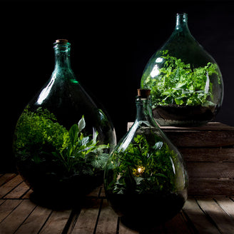 Large Bottle Terrariums (4651182555196)