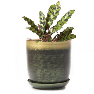 Lustre Planter with Saucer (6670641954876)