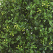 Faux Boxwood Ball (4649554116668)