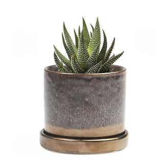 Contemporary Mini Pot with Saucer (6670646247484)