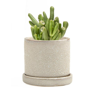 Contemporary Mini Pot with Saucer (6670646247484)