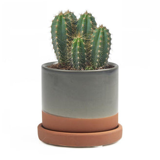 Contemporary Mini Pot with Saucer (6670646247484)