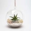 Hanging Globe Terrariums (4648651194428)