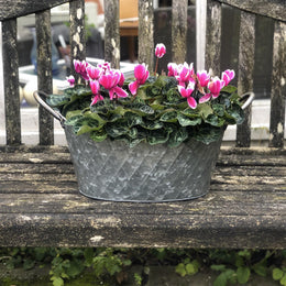 Oval Galvanised Planter with Brass Handles