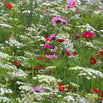 Pastel Cottage Garden Meadow Seeds (4649053061180)