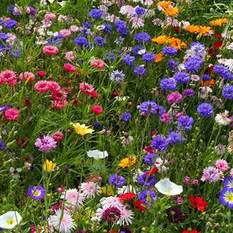 Pixie Cottage Garden Meadow Seeds (4649529671740)