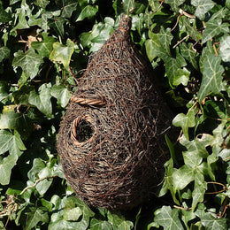 Small Bird Roosting Nester