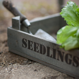 Spruce Wood Seedling Tray (4651890507836)