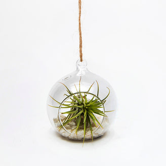 Hanging Globe Terrariums (4648651194428)