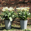 Aged Zinc Tall Planter (4649472000060)