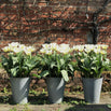 Aged Zinc Tall Planter (4649472000060)