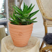 Terracotta Bee Plant Pot (4653373620284)