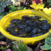 Bee and Butterfly Bath (6647128129596)