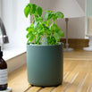 Bouncy Basil Pot (7144409694268)