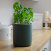 Bouncy Basil Pot (7144409694268)