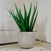 Ceramic Indoor Grey Plant Pot (6601385345084)