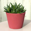 Colourful Painted Plant Pot (4653066289212)