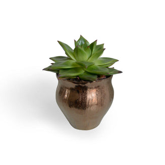 Gold Copper Indoor Plant Pots (4649572663356)